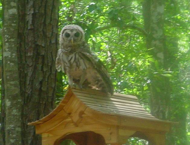 Owl