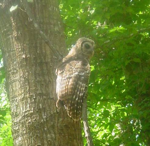 Owl